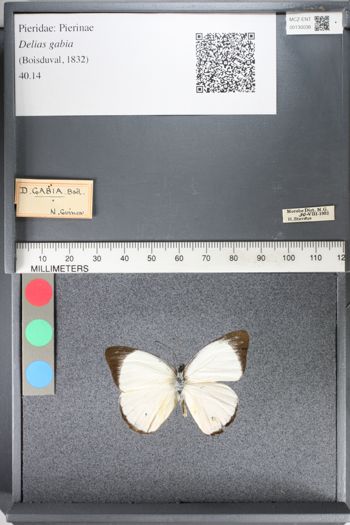 Media type: image;   Entomology 130038